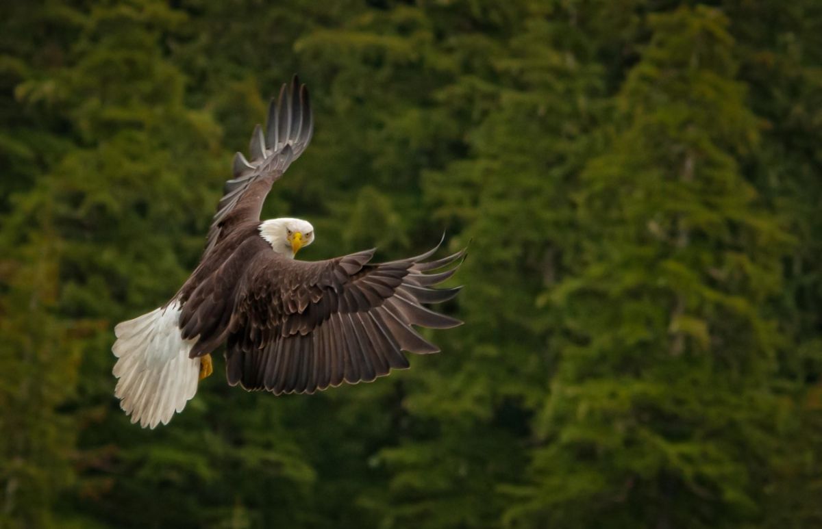 Eyak Lands & Wildlife