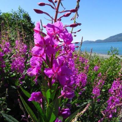 Fireweed